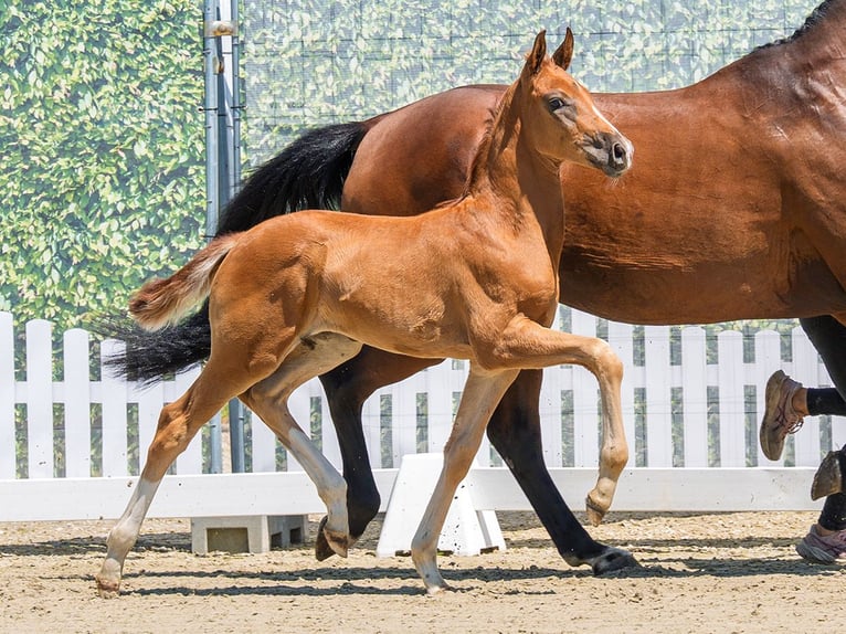 Westphalian Mare Foal (05/2026) Chestnut in Mnster-Handorf