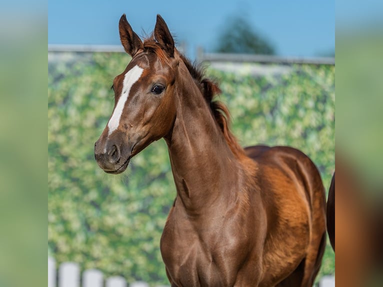 Westphalian Mare Foal (03/2026) Chestnut in Mnster-Handorf