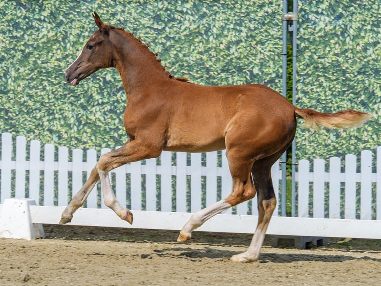 Westphalian Mare Foal (03/2026) Chestnut in Mnster-Handorf