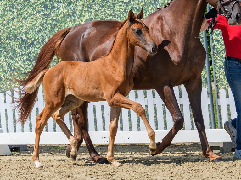 Westphalian Mare Foal (05/2026) Chestnut in Mnster-Handorf