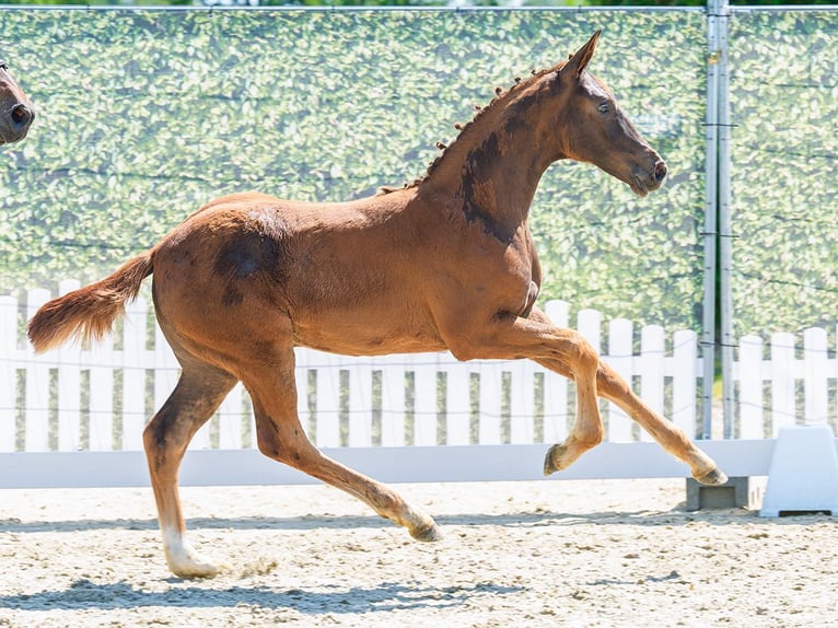 Westphalian Mare Foal (03/2026) Chestnut in Mnster-Handorf