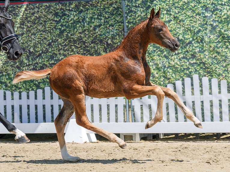 Westphalian Mare Foal (04/2026) Chestnut in Mnster-Handorf