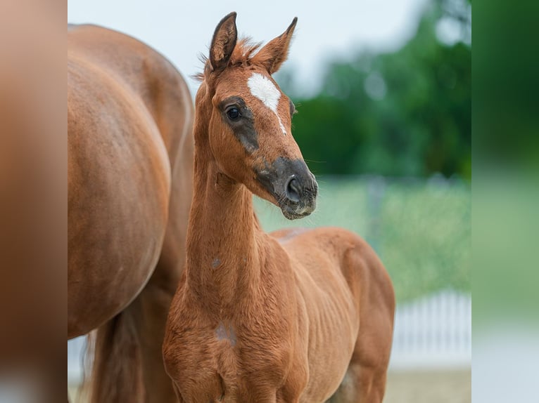 Westphalian Mare Foal (05/2026) Chestnut in Mnster-Handorf