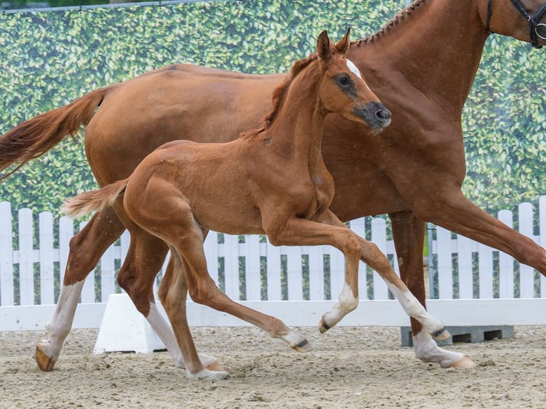 Westphalian Mare Foal (05/2026) Chestnut in Mnster-Handorf