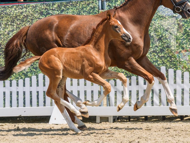 Westphalian Mare Foal (05/2026) Chestnut in Mnster-Handorf