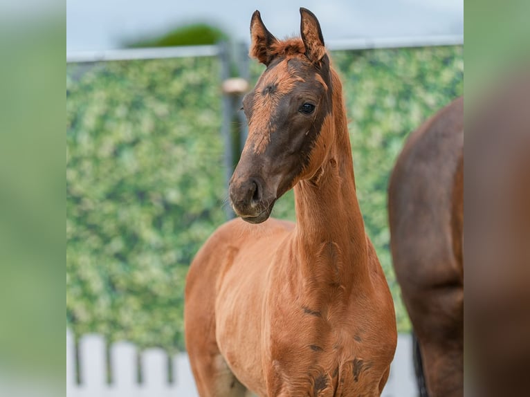 Westphalian Mare Foal (05/2026) Chestnut in Mnster-Handorf