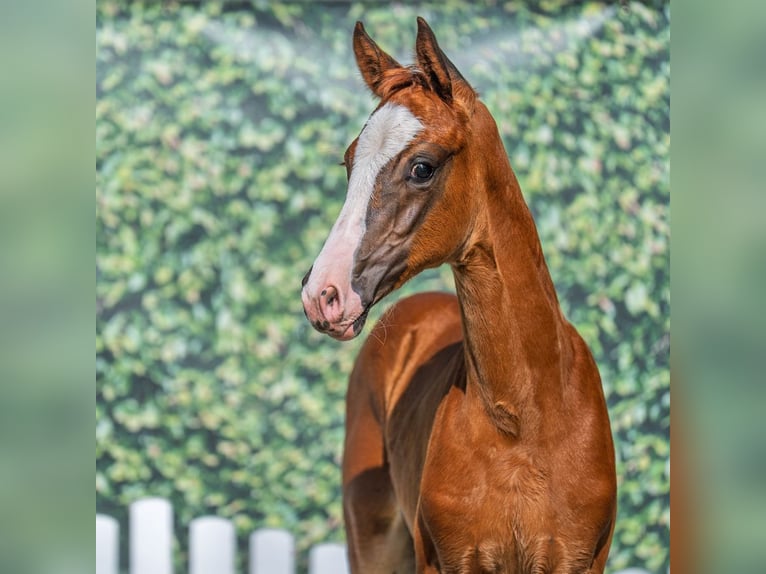 Westphalian Mare Foal (05/2025) Chestnut in M&#xFC;nster-Handorf
