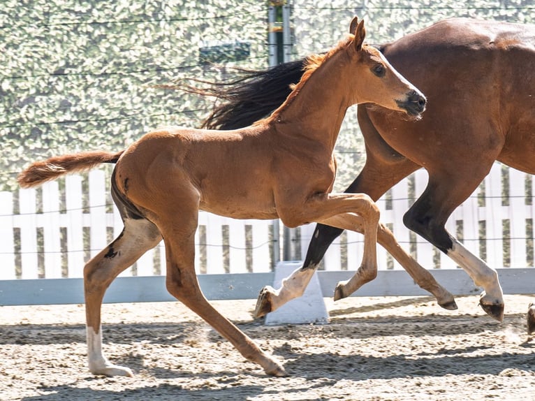 Westphalian Mare  Chestnut in M&#xFC;nster Handorf