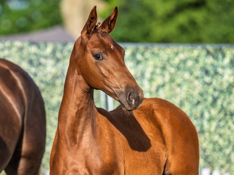 Westphalian Mare  Chestnut in M&#xFC;nster Handorf