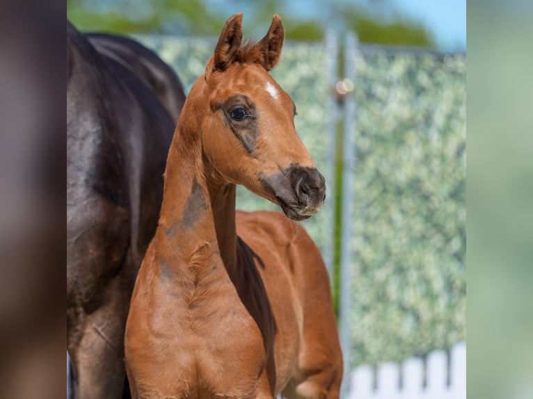 Westphalian Mare Foal (03/2026) Chestnut in Münster-Handorf