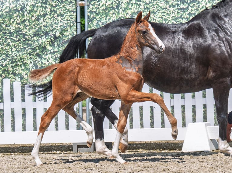 Westphalian Mare  Chestnut in M&#xFC;nster Handorf