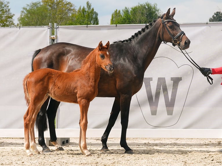 Westphalian Mare Foal (03/2024) Chestnut in Münster-Handorf