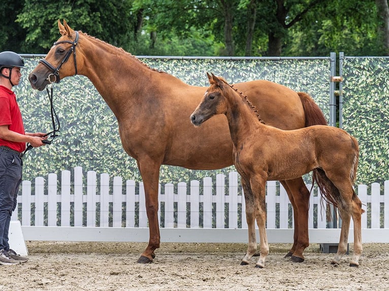 Westphalian Mare  Chestnut in M&#xFC;nster Handorf