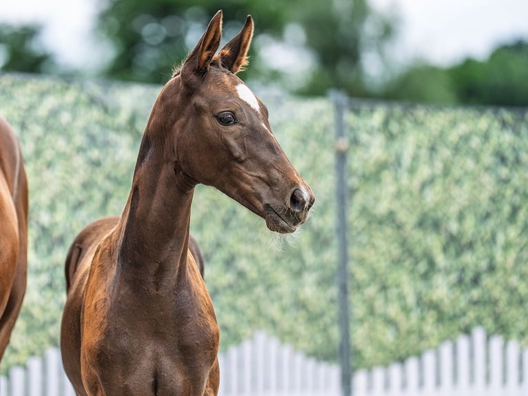Westphalian Mare  Chestnut in M&#xFC;nster Handorf