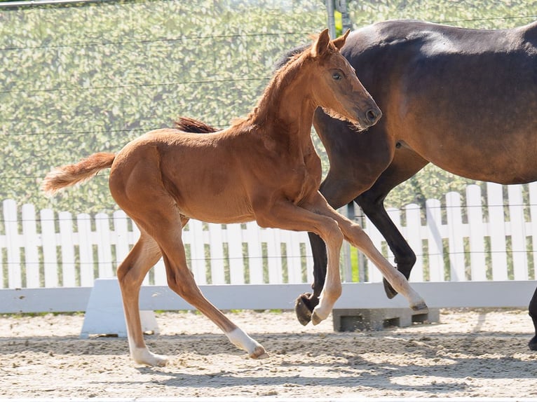 Westphalian Mare  Chestnut in Münster-Handorf