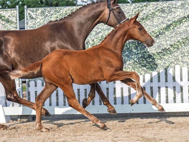 Westphalian Mare  Chestnut in M&#xFC;nster Handorf