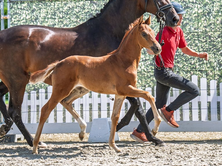 Westphalian Mare  Chestnut in M&#xFC;nster Handorf