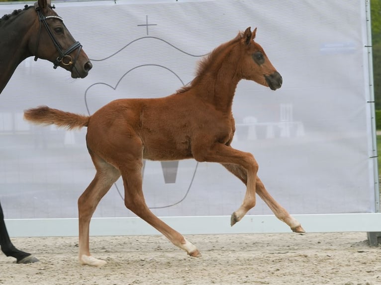 Westphalian Mare Foal (03/2024) Chestnut in Münster-Handorf