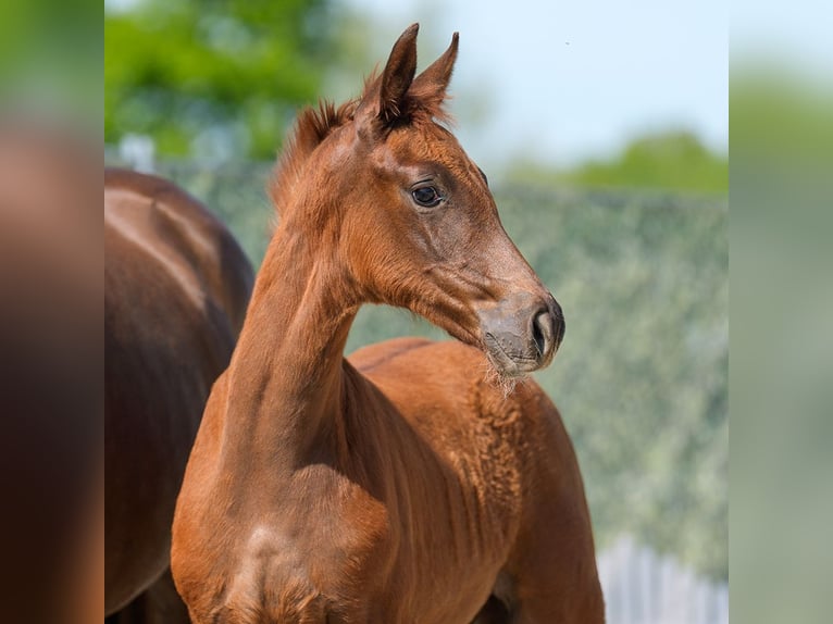 Westphalian Mare  Chestnut in Münster-Handorf