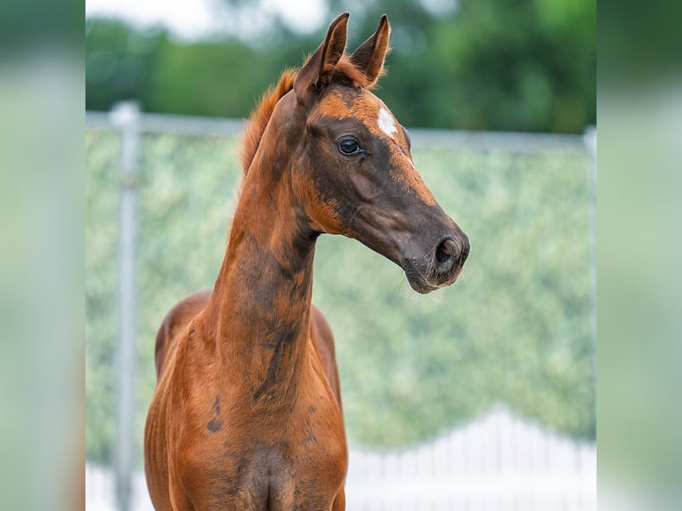 Westphalian Mare Foal (06/2025) Chestnut in M&#xFC;nster-Handorf