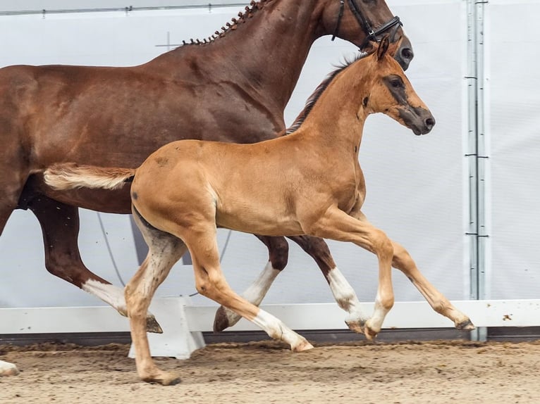 Westphalian Mare Foal (05/2024) Chestnut in Münster-Handorf