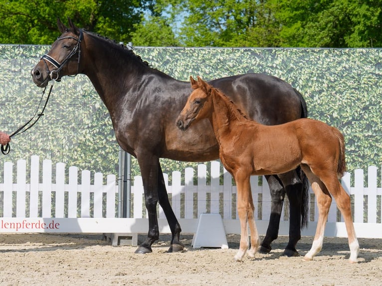 Westphalian Mare  Chestnut in Münster-Handorf