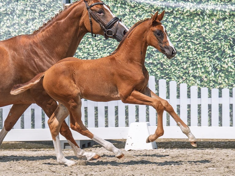 Westphalian Mare  Chestnut in M&#xFC;nster Handorf