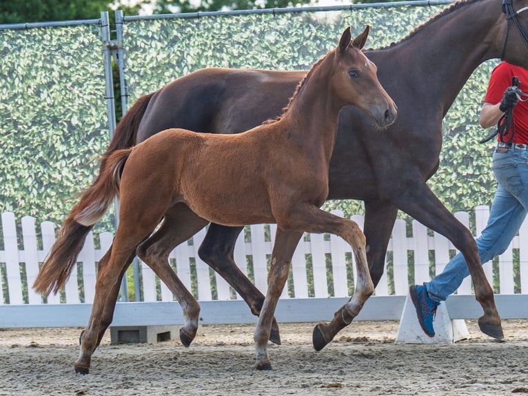 Westphalian Mare  Chestnut in M&#xFC;nster Handorf
