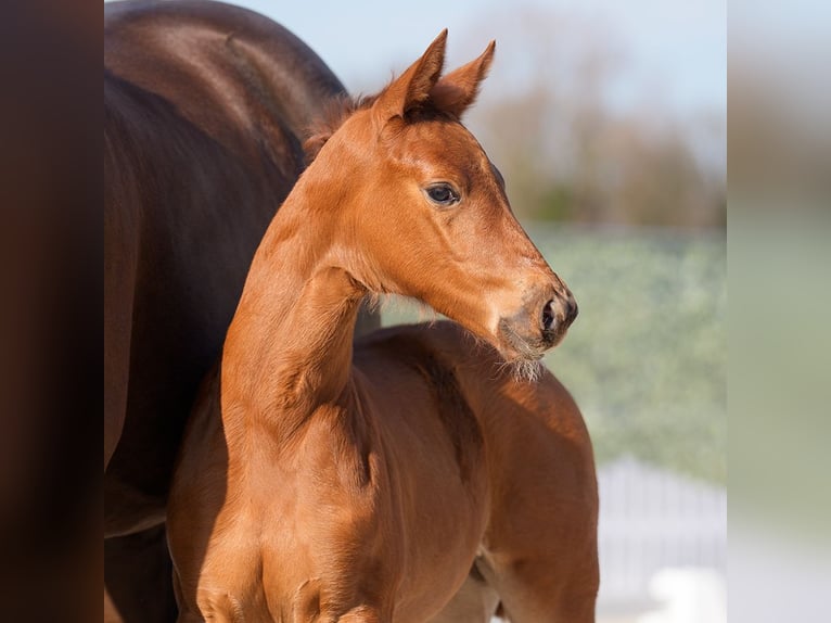 Westphalian Mare  Chestnut in Münster-Handorf
