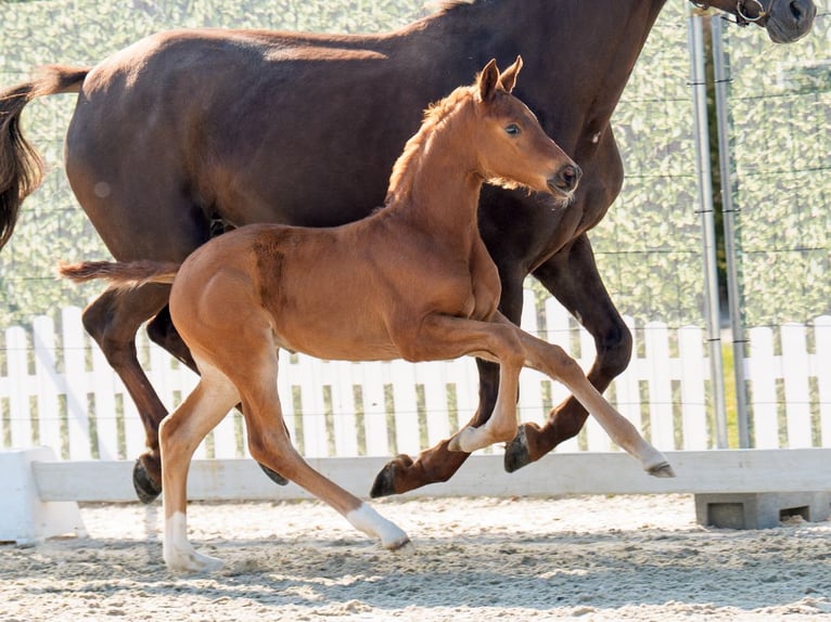 Westphalian Mare  Chestnut in Münster-Handorf