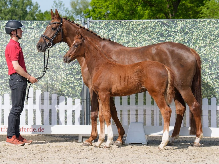 Westphalian Mare  Chestnut in Münster-Handorf