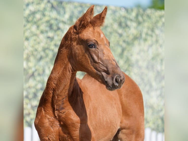 Westphalian Mare  Chestnut in Münster-Handorf