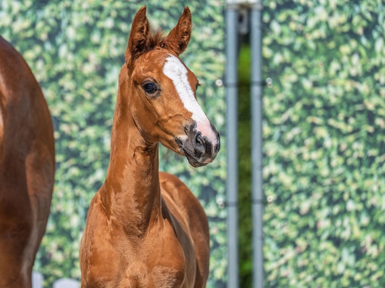 Westphalian Mare  Chestnut in M&#xFC;nster Handorf