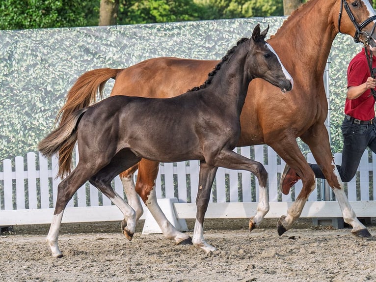 Westphalian Mare  Chestnut in M&#xFC;nster Handorf