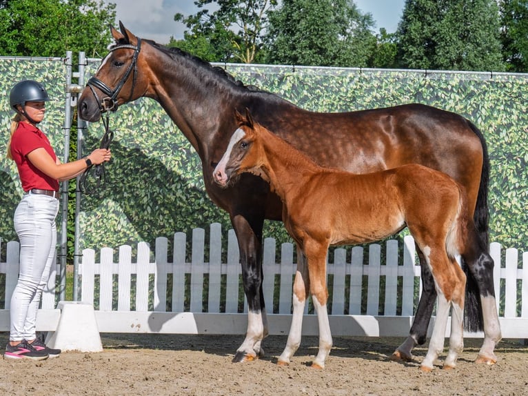 Westphalian Mare Foal (05/2025) Chestnut in M&#xFC;nster-Handorf