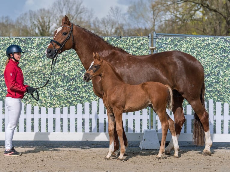 Westphalian Mare Foal (02/2026) Chestnut in Münster-Handorf