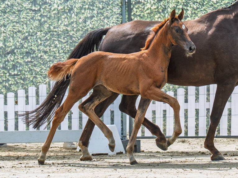 Westphalian Mare Foal (06/2025) Chestnut in M&#xFC;nster-Handorf