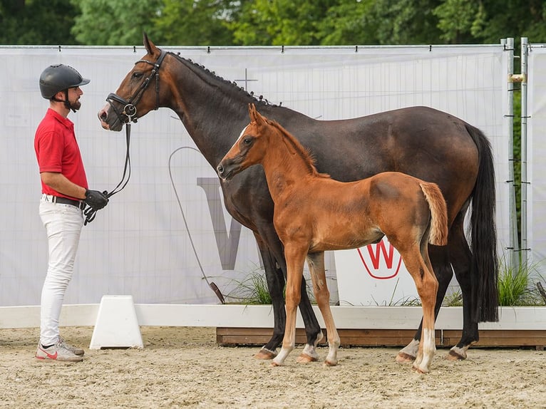 Westphalian Mare Foal (07/2024) Chestnut in Münster-Handorf