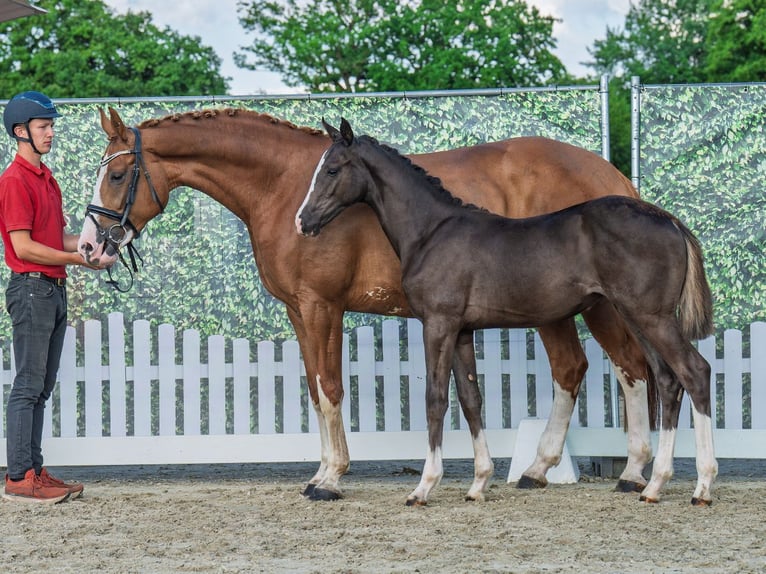 Westphalian Mare  Chestnut in M&#xFC;nster Handorf