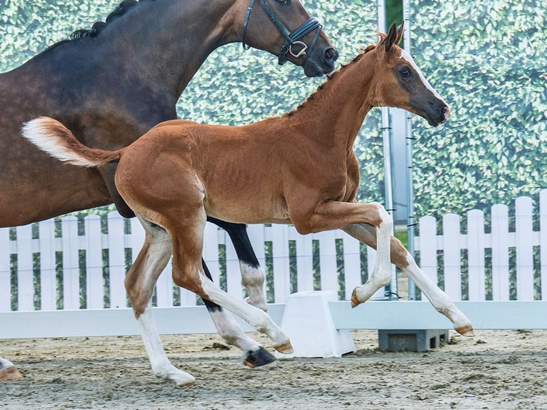 Westphalian Mare Foal (05/2025) Chestnut in M&#xFC;nster-Handorf