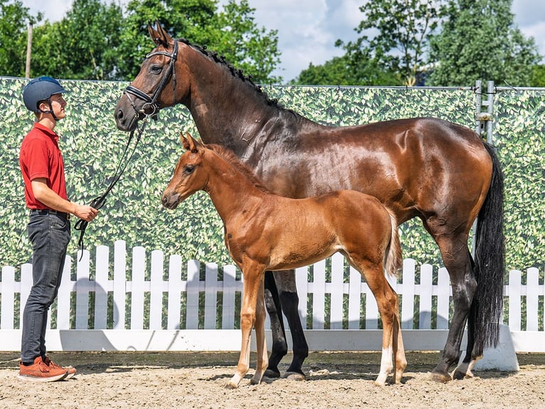 Westphalian Mare  Chestnut in M&#xFC;nster Handorf
