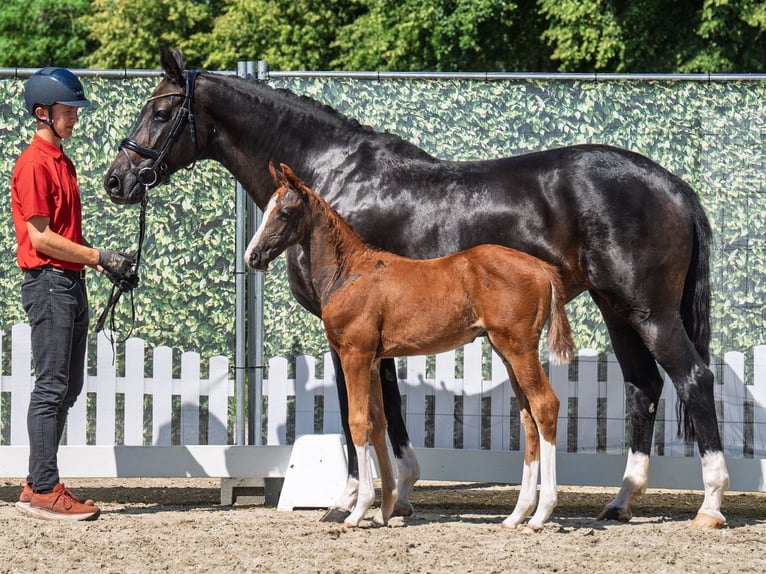 Westphalian Mare  Chestnut in M&#xFC;nster Handorf