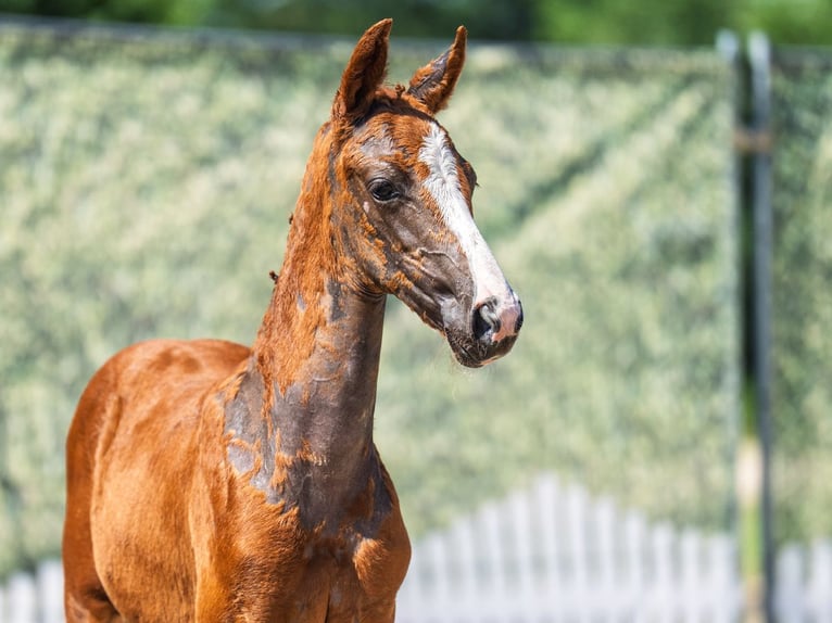 Westphalian Mare  Chestnut in M&#xFC;nster Handorf