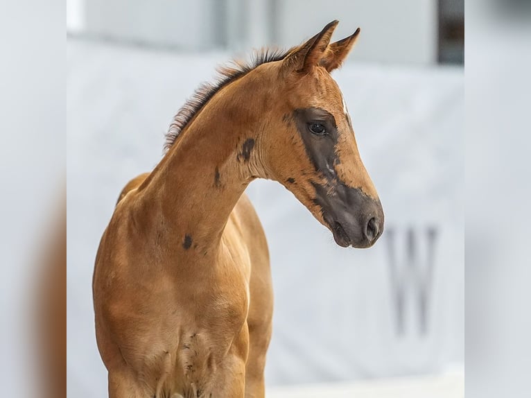 Westphalian Mare Foal (05/2024) Chestnut in Münster-Handorf