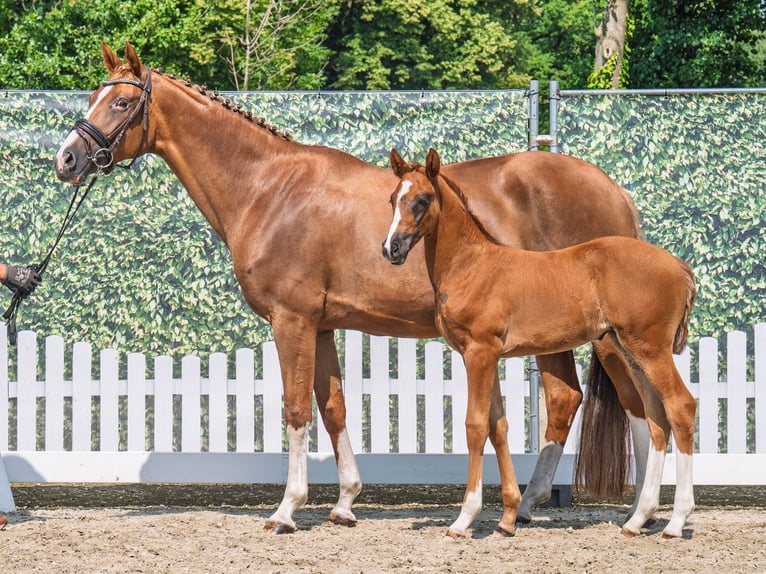 Westphalian Mare  Chestnut in M&#xFC;nster Handorf
