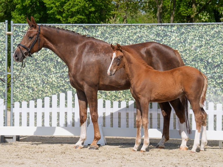 Westphalian Mare  Chestnut in Münster-Handorf