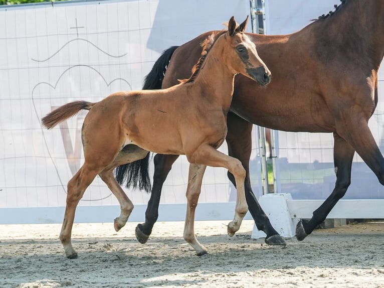 Westphalian Mare Foal (06/2024) Chestnut in Münster-Handorf