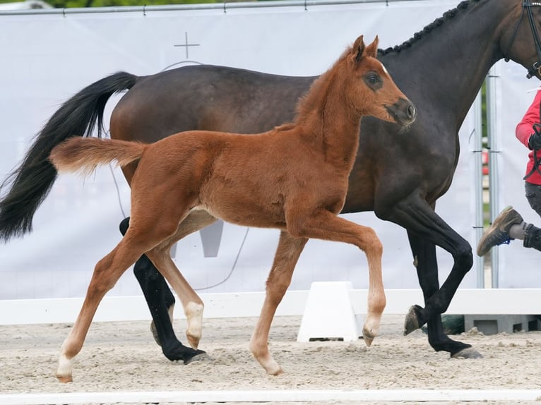 Westphalian Mare Foal (03/2024) Chestnut in Münster-Handorf