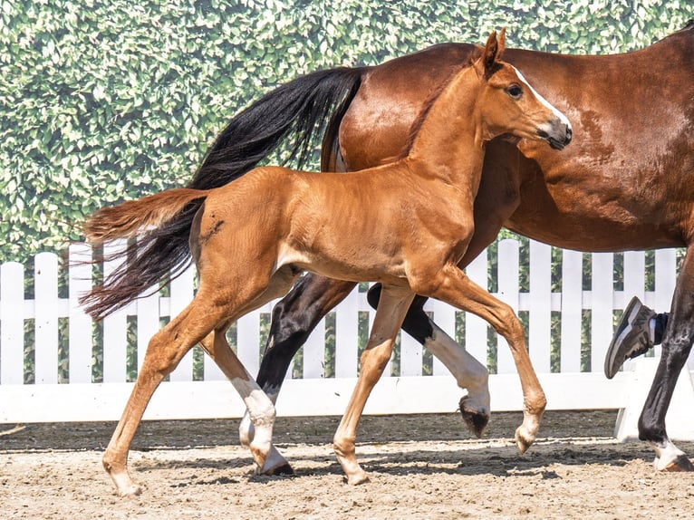 Westphalian Mare  Chestnut in M&#xFC;nster Handorf