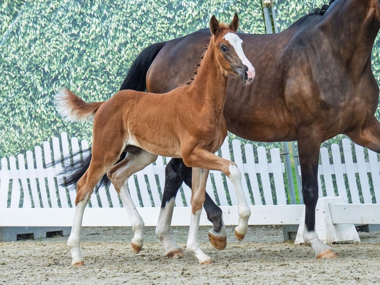Westphalian Mare Foal (05/2025) Chestnut in M&#xFC;nster-Handorf